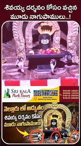 నెల్లూరు లో అద్భుతం శివయ్య దర్శనం కోసం వచ్చిన మూడు నాగుపాముల | SASTv