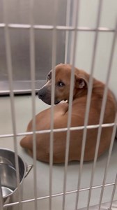 38K views · 2.2K reactions | FOSTER/ADOPT JIMMY On today’s...
