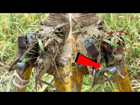 How the Doctor Help the Cow for Safety From Stuck Materials on Cow Hoof