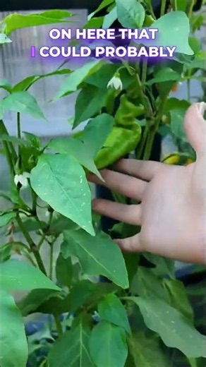 The Lemon Drop Pepper and Tomato CHAOS! #mybackyardgarden #gardening
