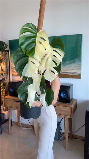 Estee.leaflife on Instagram: "So glad I didn’t give up. 🌱 Some time ago it started pushing out full green leaves, so I took the risk — chopped it down completely, hoping the cuttings would bring the half-moon magic back. Most of them came out all green… and the mama plant was left with just one last chance node. And then — the half moon returned. ✨ Capturing its progress leaf by leaf, and enjoying the moment while it lasts — because nothing about variegation is permanent. 💚🤍 #monsteraalbo"