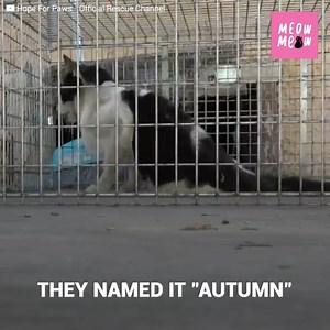213K views · 10K reactions | A cat crawled under a house, its legs paralysed. Rescuers didn't know if they could get him out. To their surprise, the kitten would meow for them. Humans had harmed him in the past, but he would have to open his heart again to save his life. | Meow Meow | Facebook