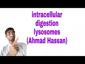 Intracellular digestion by lysosomes | Intracellular digestion by lysosome