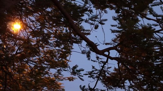 Understanding Trees: Do They Feel Lonely?