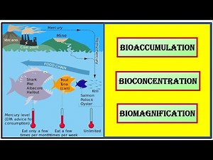 The truth about Bioaccumulation, Bioconcentration & Biomagnification