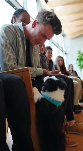 When Dogs Choose Their Humans — Adoption Moments,Every Dog Walked Past Everyone…