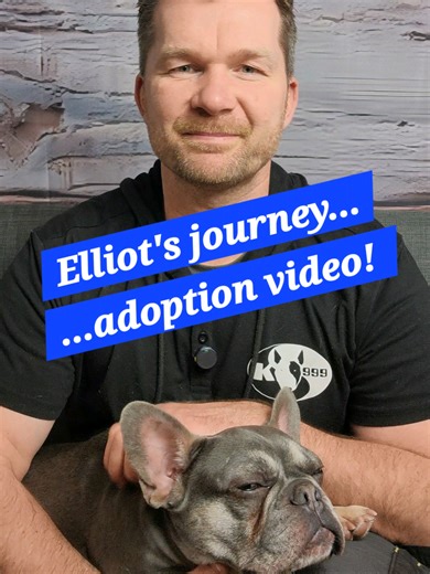 Elliot the French Bulldog Needs a Forever Home