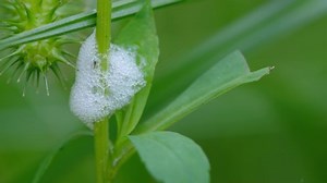 Spittlebug Nest Attached Sedge Stem Raleigh : vidéo de stock (100 % libre de droit) 1030316621 | Shutterstock
