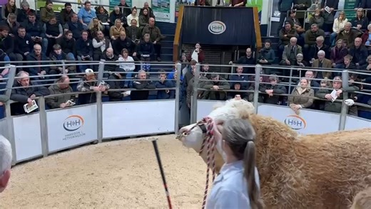 British Simmental Cattle | 🎥⭐️THROUGH THE LENS: VIDEO OF 15,000GNS CADE HEIFER ‘ROCKING’ THE SIMMENTAL NEXT GEN V SALE!🎥⭐️ ✅It was another top Simmental day on Friday... | Instagram