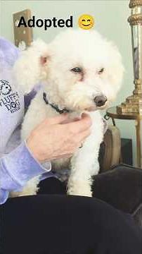From Rescue to Forever Home: Amelia the Bichon Frise's Heartwarming Adoption Story 🐶❤️