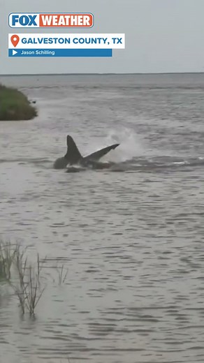 Large Hammerhead Shark Seen Thrashing In Shallow Waters Off Texas Coast