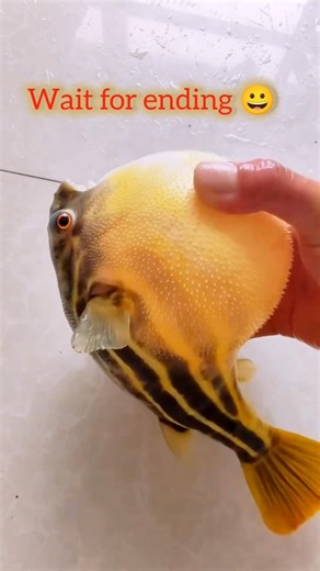 Duniya ka sabse sukoon bhara video! -1 😍✨ #shorts #shortsfeed