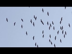 Traner på træk over Danmark