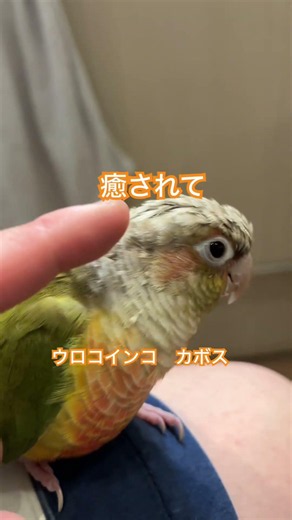 【休日】良き朝 #ペット #コーヒー #おやつ