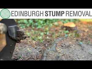 Best Way to Remove Tree Roots is with a Stump Grinder
