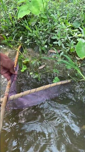 🎣 Village Ltd | Village Lake Fishing with Big Nets | Massive Fish Catch 2025 🌊🐟