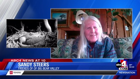 Nearly 80K viewers tuning in to live eagle cam in Utah