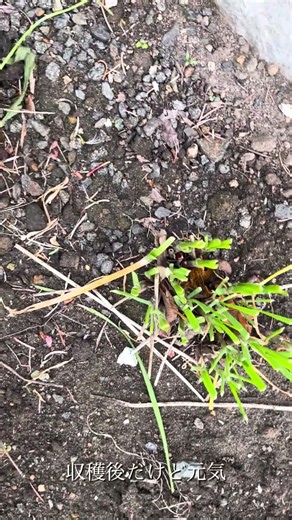 【家庭菜園】ニラ41日目 #gardening #gardening #ニラ #再生栽培 #nature #nature #山わさび #山わさび #家庭菜園 #garden #farming #春