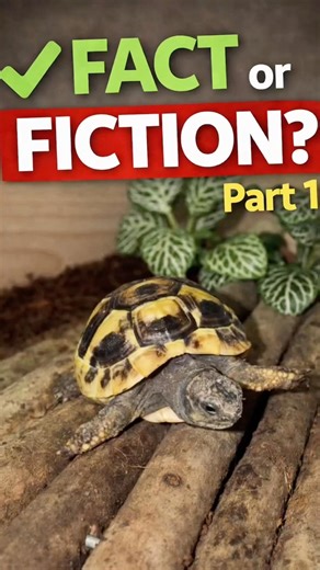 Tortoise Care: FACT or FICTION? 🐢 | Common Myths Debunked