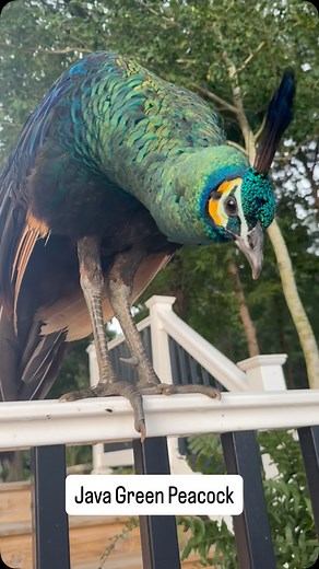 3.2K views · 245 reactions | Basically a bouncer.. hope you know the secret password 﫢連 #JavaGreenPeafowl #PavoMuticus #MuticusMuticus #PeacocksOfInstagram #kneesthejavagreenpeacock #HotOffTheNest #birdsofinstagram | Hot Off The Nest | Facebook