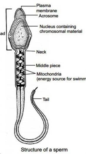 Structure of human sperm