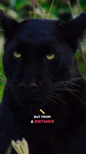 Black Panther vs Leopard: Are They Really Different? Explained! #animals #fouryou #love #cute