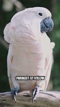 How to hand-train your parakeet#ParakeetTraining #HandTamingParakeets #BudgieTraining #ParakeetCare