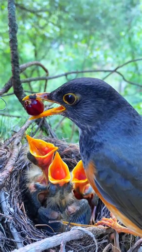 Half a Day of Love 🐦✨