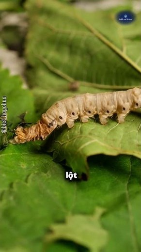 Hành trình kỳ diệu của con tằm từ lá dâu đến kén tơ