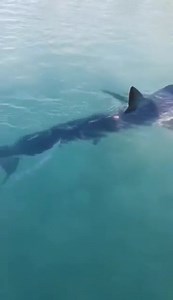 El tiburón mako, visitando ISLA CONTOY. 😍 IMPRESIONANTE. 😯 Tortugas y delfines son otras especias que la visitan. 🤩🏝️❤️😋 Sigue a Barracuda Marine Services No olvides visitar, reserva con nosotros.! Videos y fotografías del capitán JrLara. | Isla Mujeres Q.Roo