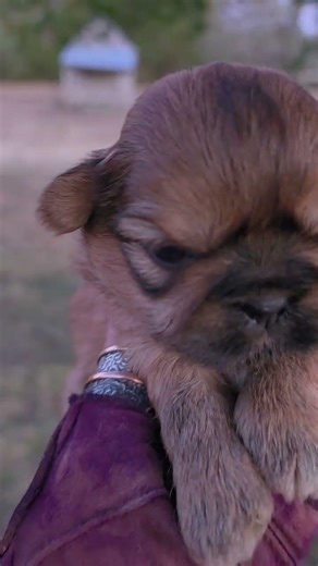 Santa Rosa Shih Tzu Puppy ™️ #shihtzu #puppy #cute #pet #lifeisbutadream #happy #snuggly #pets