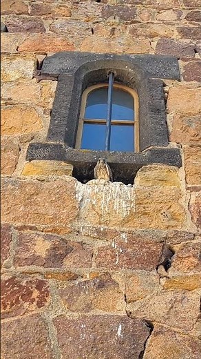 🦅 Buse variable ou Faucon crécerelle 🤔 #nature #animals #bird #birds #oiseau #oiseaux #pet #terrario