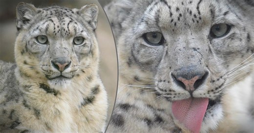 Českého mnicha Jiřího Z. na Srí Lance zabil levhart: Zaútočil na něj při meditaci v jeskyni