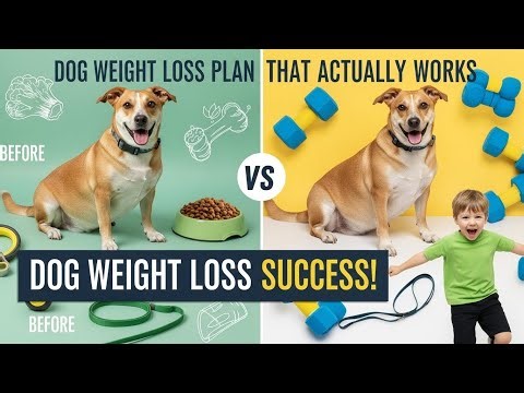 Dog Weight Loss Plan That Actually Works