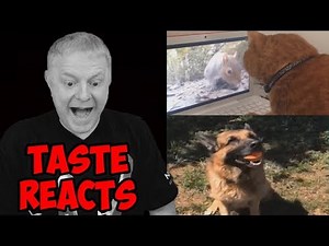 TASTE REACTS #2 | FUNNY CAT AND DOG VINES