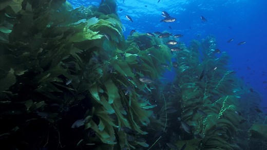 USC Wrigley Catalina Marine Reserve