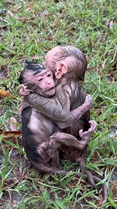 Babies are hugging each other because they are too cold. | Monkey Xuka