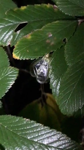 Snowy Tree Cricket (Oecanthus fultoni)