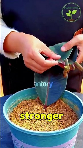“This Rubber Plant Cutting Grows Roots Without Spending a Dime!”