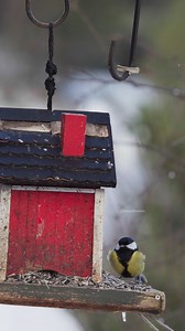 Great Tit Bird Perches on a Birdhouse And Fly #bird #tit #perch #birdhouse #nature #wildlife HA04320 | HAWI Studios