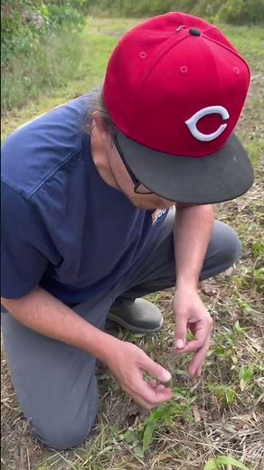 What Does the Inside of a Crawdad Hole Look Like? #crawfish #crawdad #trapping