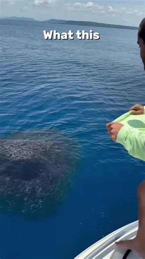 Bait ball chaos 🦈 #amazingocean #orca #ocean TikTok
