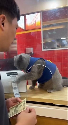 คลิปนี้สร้างจาก AI: แมวป่วนบูธตั๋ว ตั๋วหนังผิด ลูกค้าเดือดจัด!