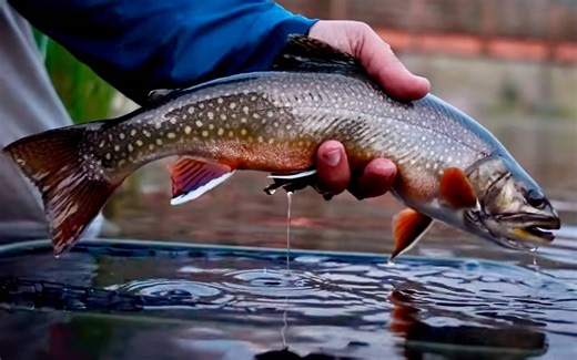 Learn How to Fly Fish in 25 Minutes: Crash Course For Beginners | MidCurrent