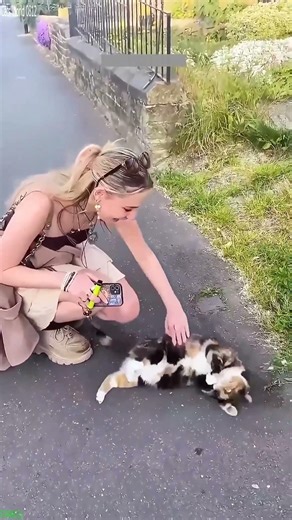 Cute Kittens 😹 cats meowing 🐕 # #7610