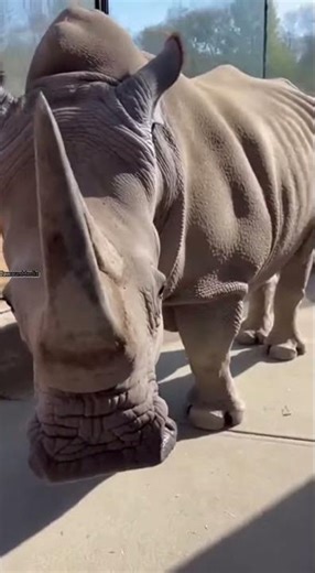 Zoo Barrier Shatters as Rhino Charges Exhibit Window 🚨🦏