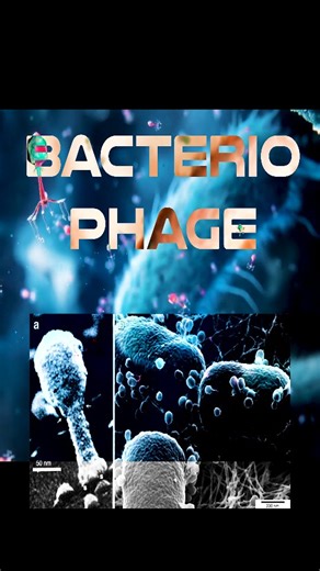 Dr. Xanthine | what's your favorite application of phages and phage research? sources: Kurzgesagt – In a Nutshell The Bacteriophage, Learn biology With... | Instagram