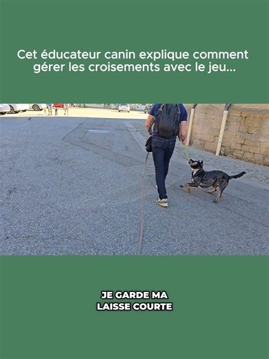 Comment utiliser le jeu lors des croisements ? ---------- ✅ Enregistre ce post pour y revenir plus tard, et abonne-toi pour plus de conseils pratiques sur l’éducation canine. #chien #educationcanine #conseilscanins #educateurcanin