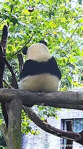 Today our new math teacher Chao Tianjiao will give us a lecture on equilateral triangles~ The teaching aids are bamboo shoots and himself! #HiPanda #PandaMoment #CCRCGP | iPanda