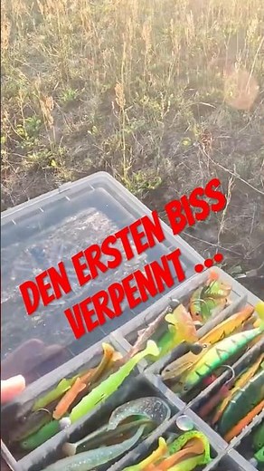 Missed the first bite | Fishing for zander, perch, and pike 😉